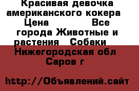 Красивая девочка американского кокера › Цена ­ 35 000 - Все города Животные и растения » Собаки   . Нижегородская обл.,Саров г.